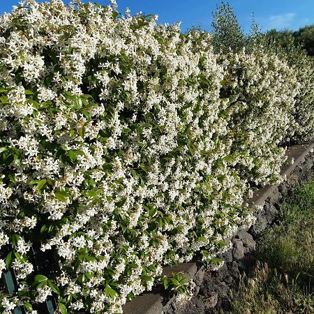 B&B Etna Ranch Пьедимонте-Этнео Экстерьер фото